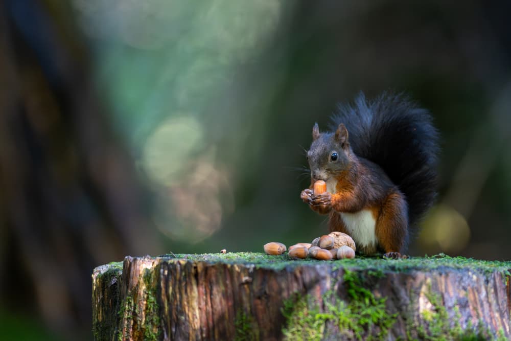 Squirrel's Acorn Feast by Bjoern Alicke — canvas wall art