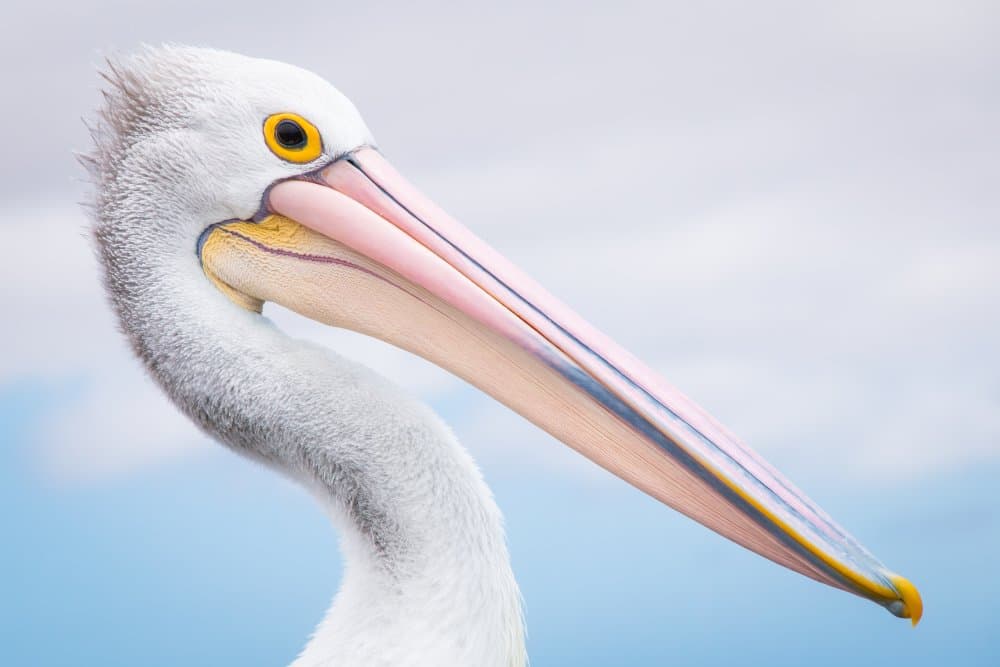 Elegant Pelican Profile by Christoph Schaarschmidt — canvas wall art