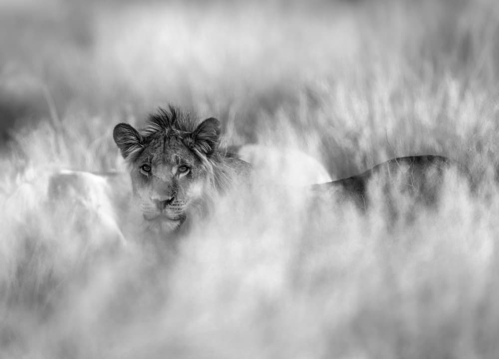 Hidden Lion Gaze by Jaco Marx — canvas wall art