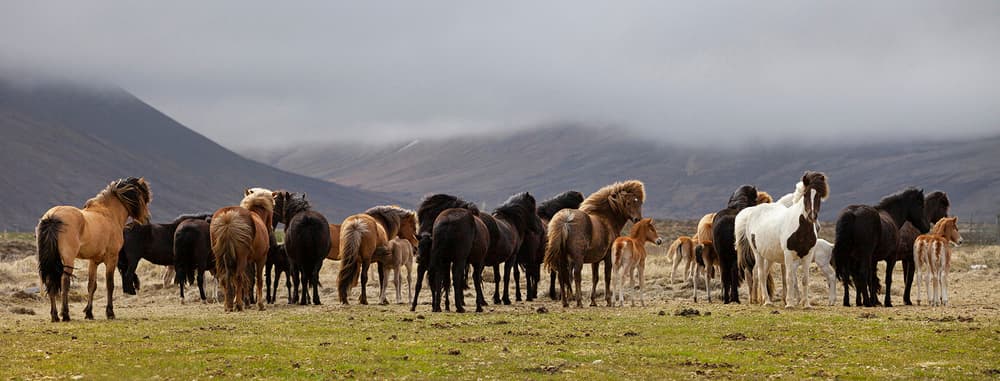 Wild Horses Mountain Field by Þorsteinn H. Ingibergsson — canvas wall art