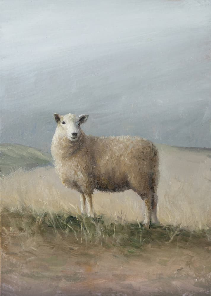 Pastoral Sheep by James Zamora — canvas wall art