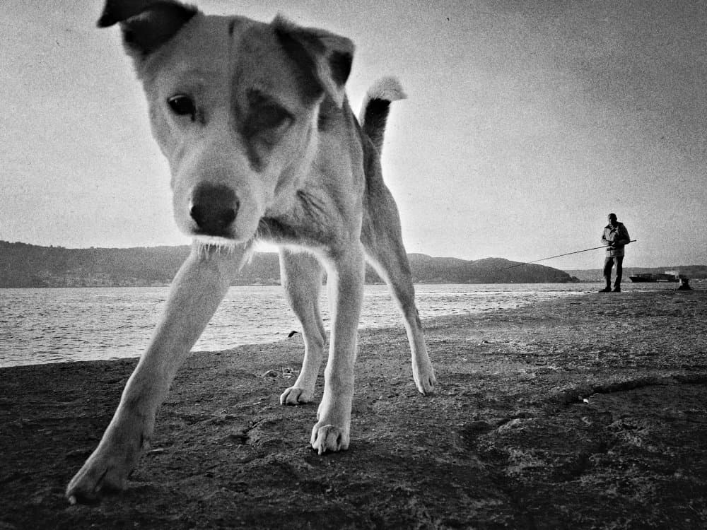 Curious Dog Fishing by Yalım Vural — canvas wall art