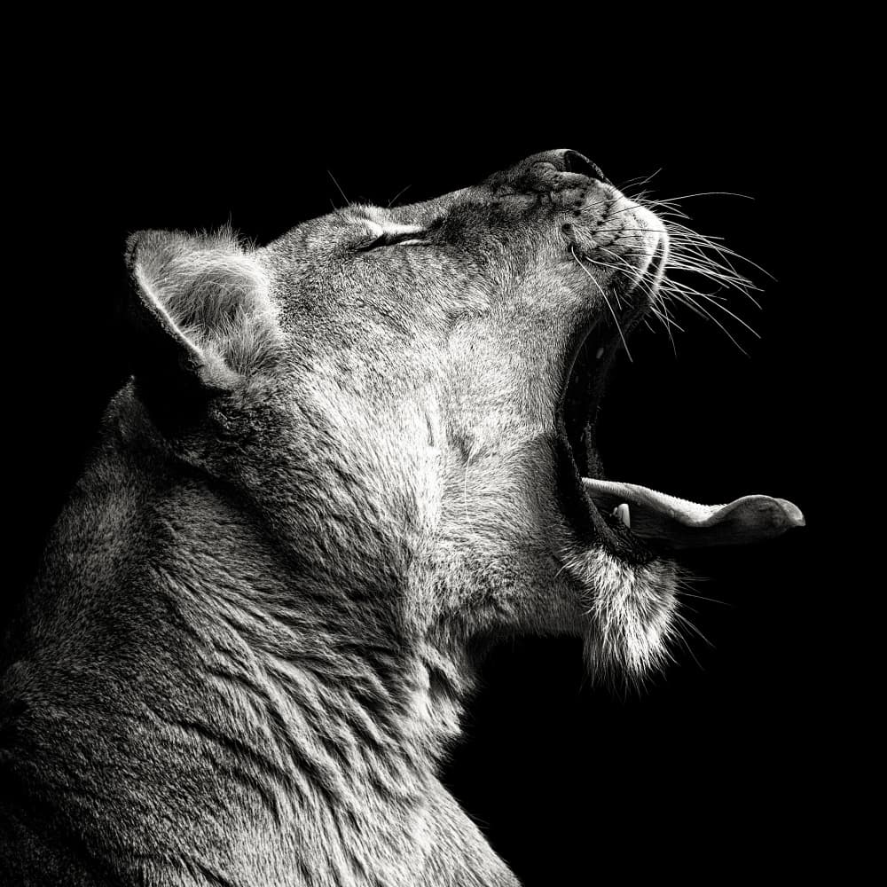 Powerful Lioness Yawn by Christian Meermann — canvas wall art