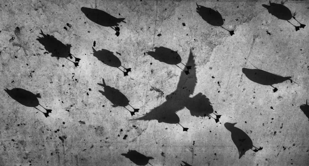 Flying Bird Shadows by Melih Karakaya — canvas wall art