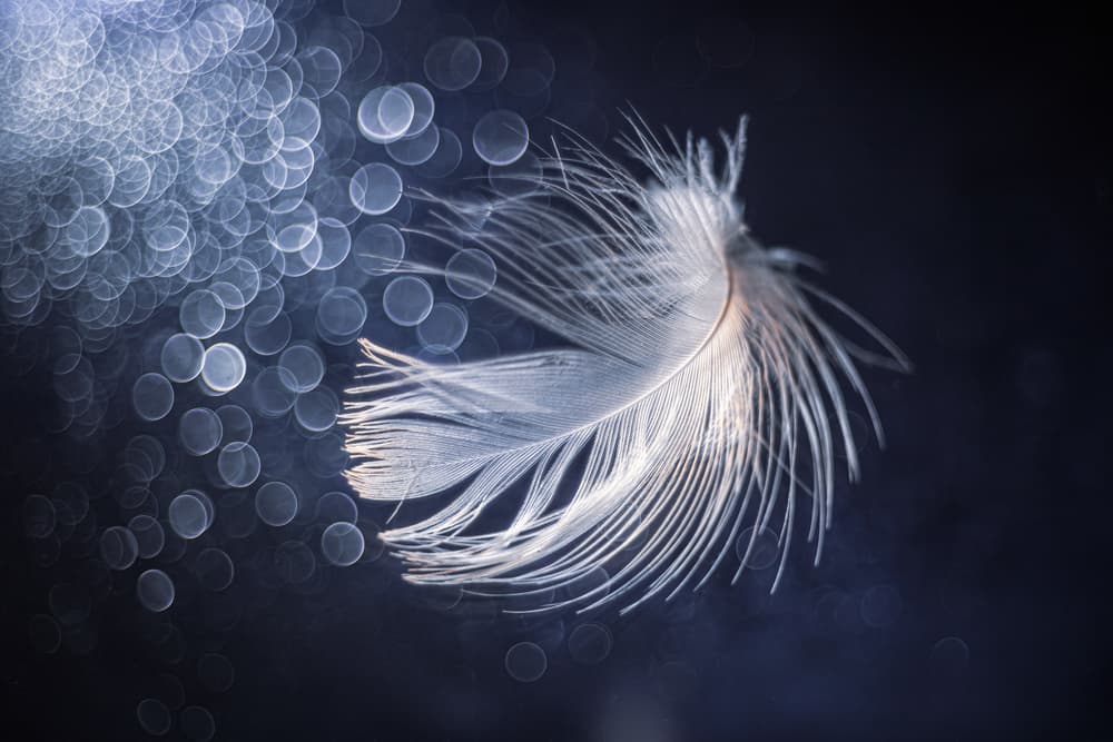 Ethereal Feather Light