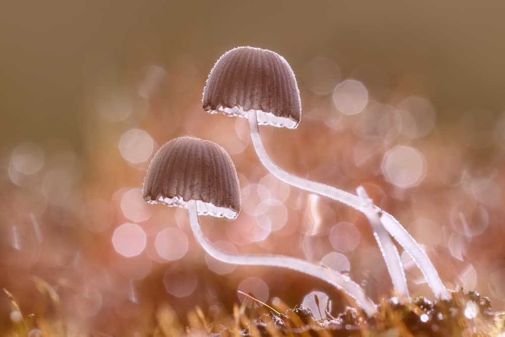 Two Delicate Mushrooms by Fauzan Maududdin — canvas wall art