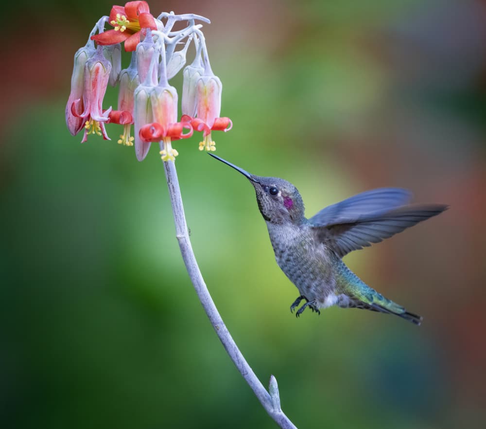 Hummingbird Nectar Sip by Xiaojian Huang — canvas wall art