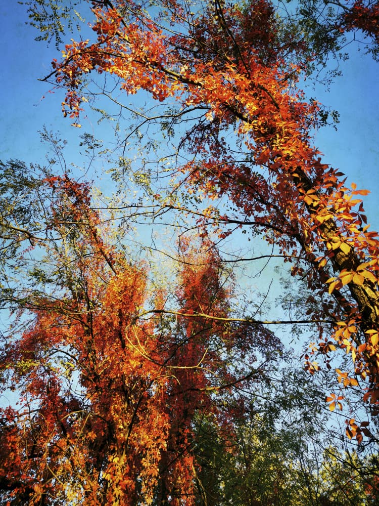 Vibrant Autumn Canopy by Angelo Cerantola — canvas wall art
