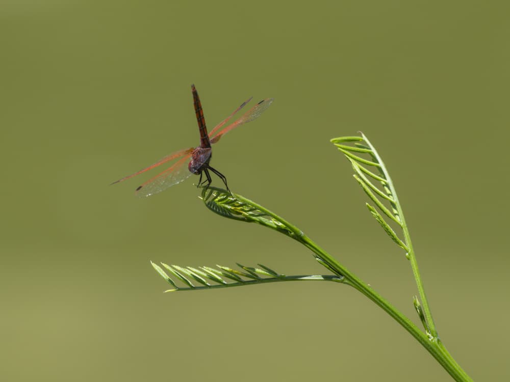 Crimson Dragonfly Perch by engin akyurt — canvas wall art