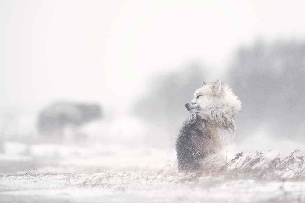 Winter Wolf Gaze by Marco Pozzi — canvas wall art