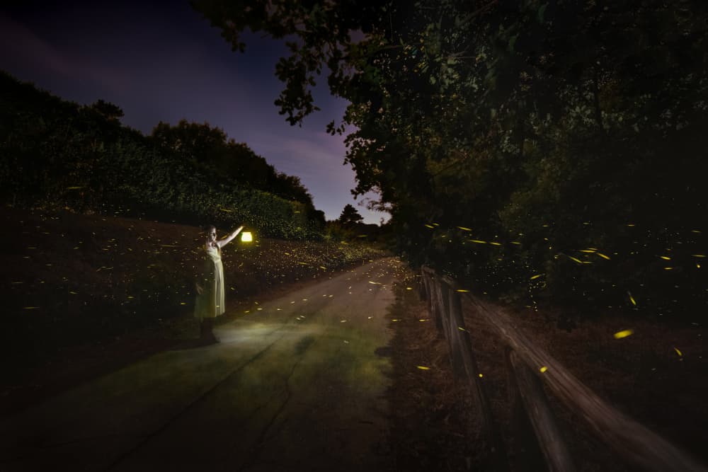 Magical Firefly Night by Pamela Doretti — canvas wall art