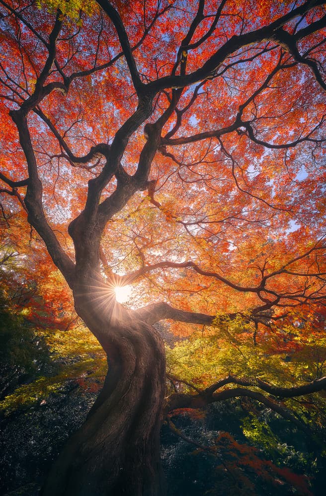 Red Maple Sunburst by Javier de la Torre — canvas wall art
