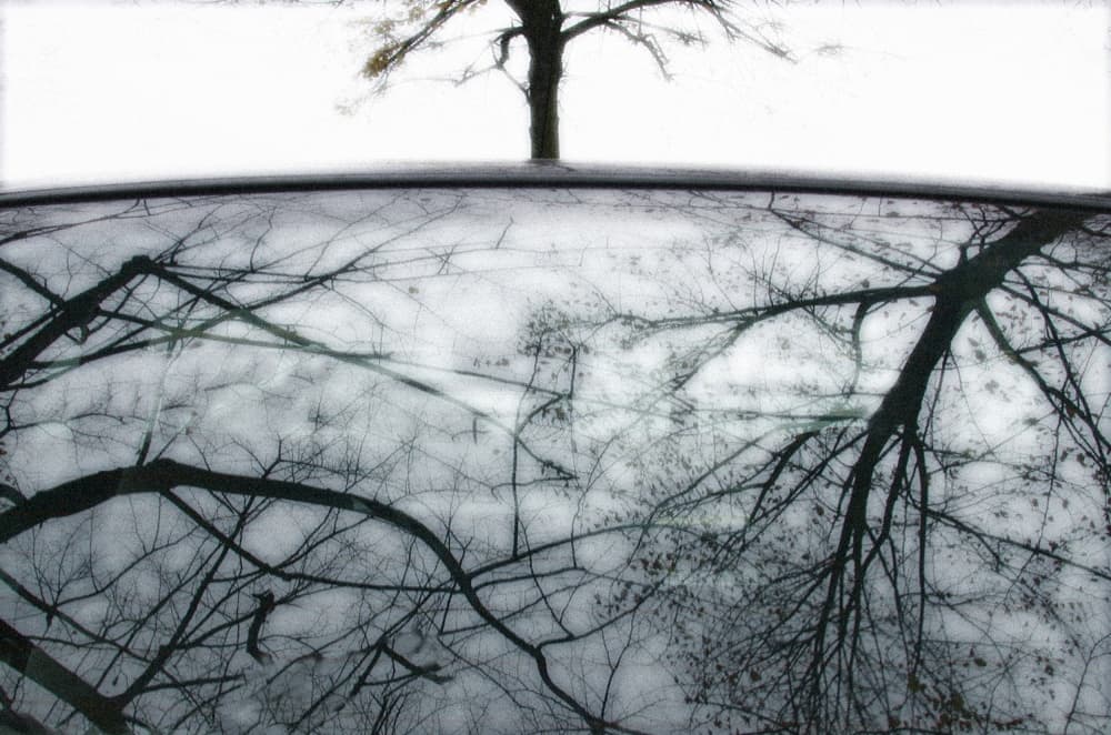 Stark Tree Reflection by Huib Limberg — canvas wall art