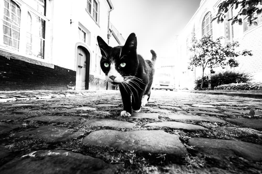 Green Eyed Alley Cat by Marc Huybrighs — canvas wall art