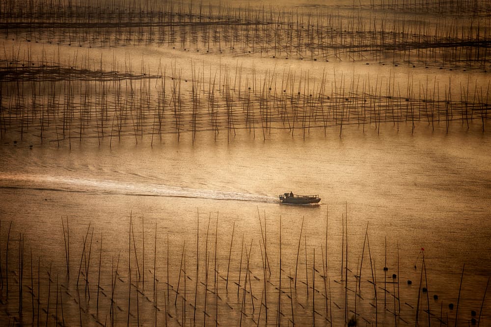 Golden Hour Sea Farm by Angela Muliani Hartojo — canvas wall art
