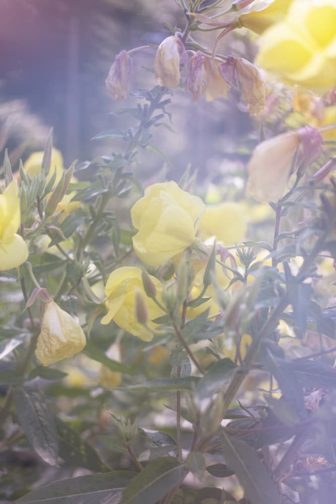 Yellow Glow by Lynann Colligan — canvas wall art