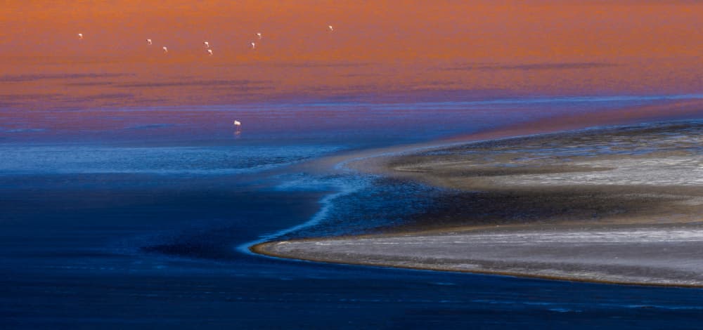 Coastal Twilight Birds by Yanny Liu — canvas wall art