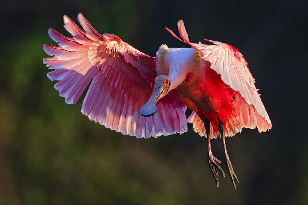 Pink Spoonbill Flight by Michael Zheng — canvas wall art