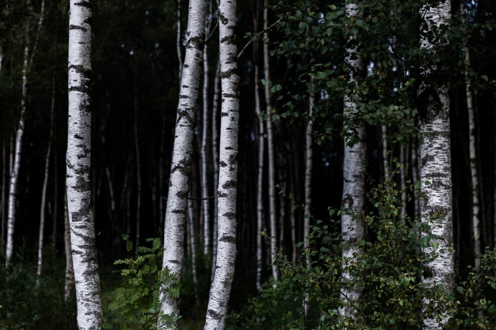 Birch Trees Dark 1 by Mareike Böhmer — canvas wall art