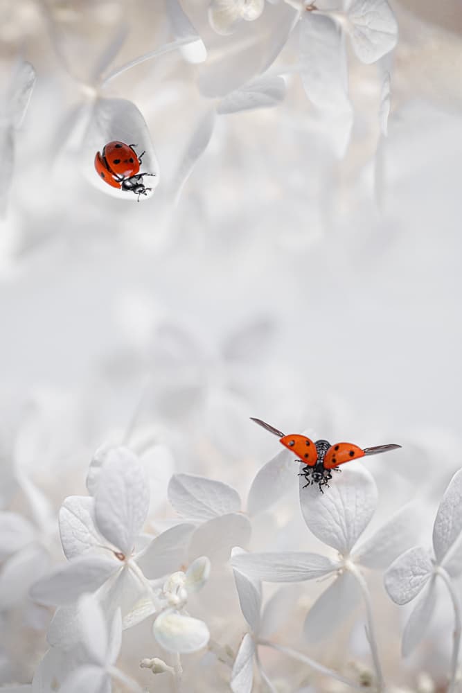 Ladybugs on Hydrangea by Lydia Jacobs — canvas wall art