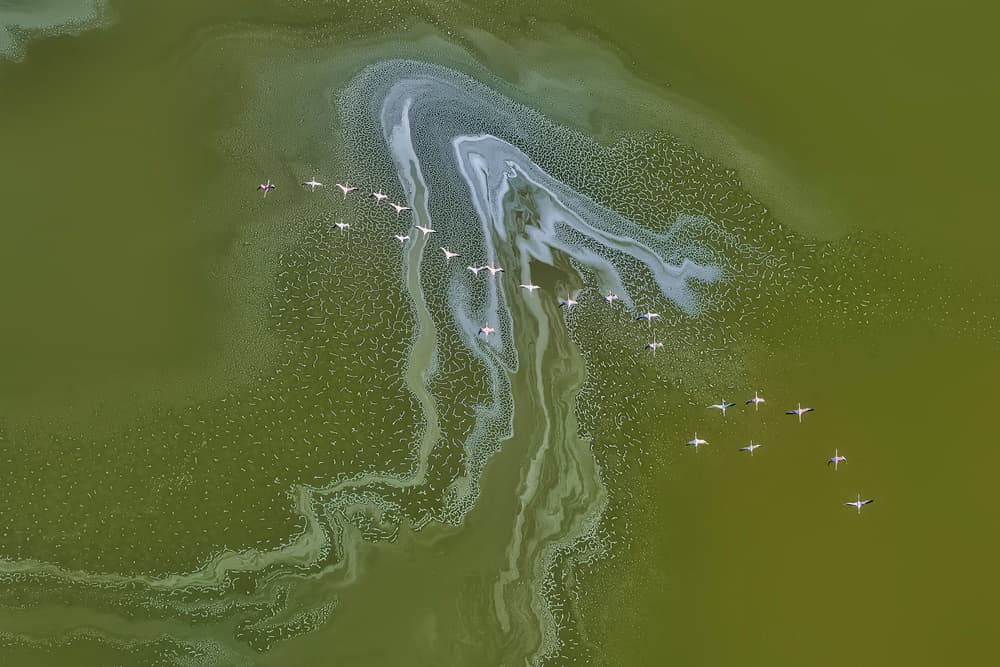 Flamingos Over Green Water by Jun Zuo — canvas wall art