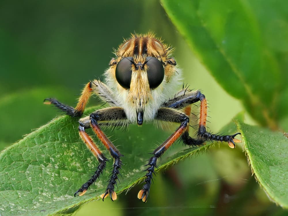 Furry Robber Fly Portrait by Takiko Hirai — canvas wall art