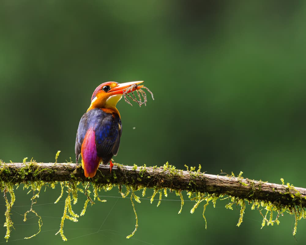 Colorful Kingfisher Hunting by Nikhil Parnandi — canvas wall art