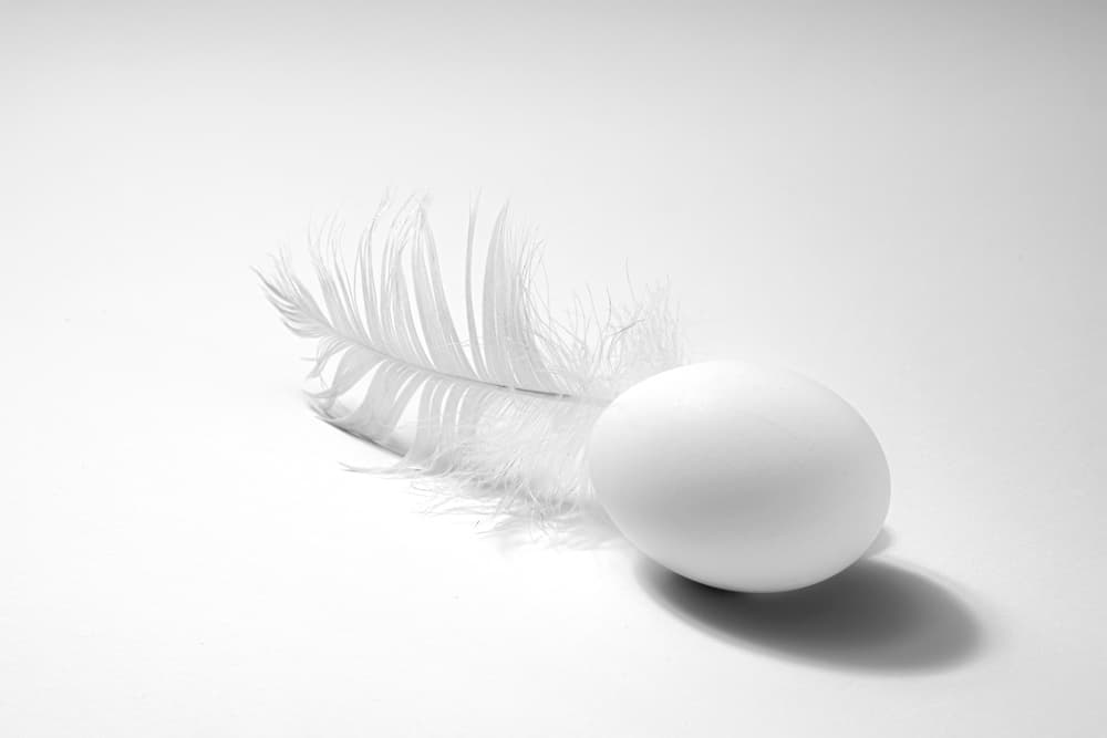 White Egg and Feather by Enrico Sottocorna — canvas wall art