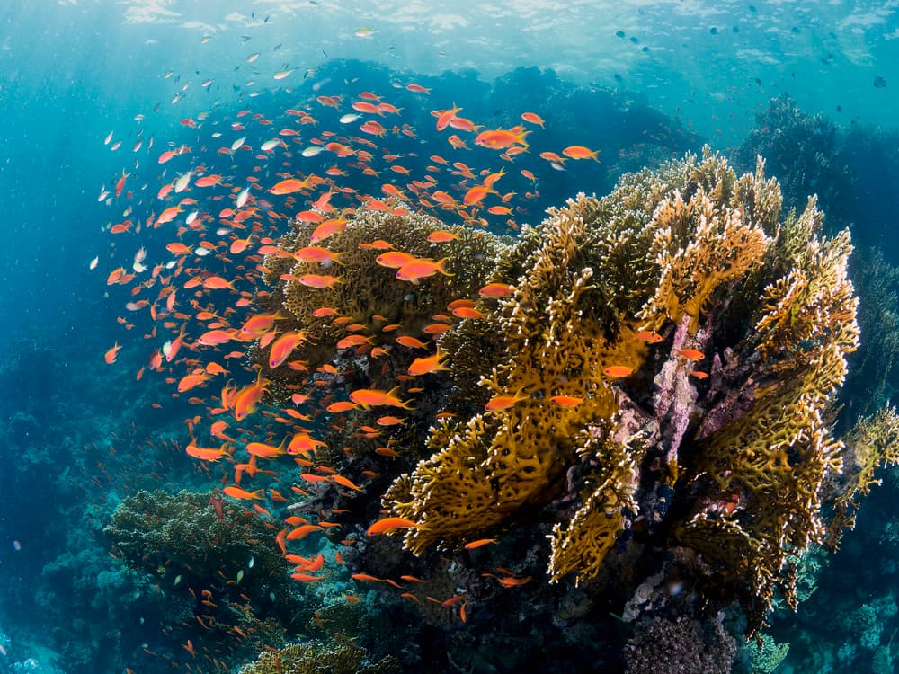 Vibrant Coral Reef Fish by Ilan Ben Tov — canvas wall art