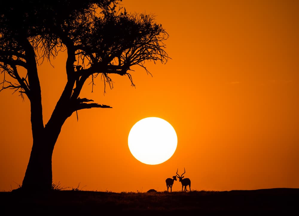 African Sunset Silhouettes by Jonathan Zhang — canvas wall art