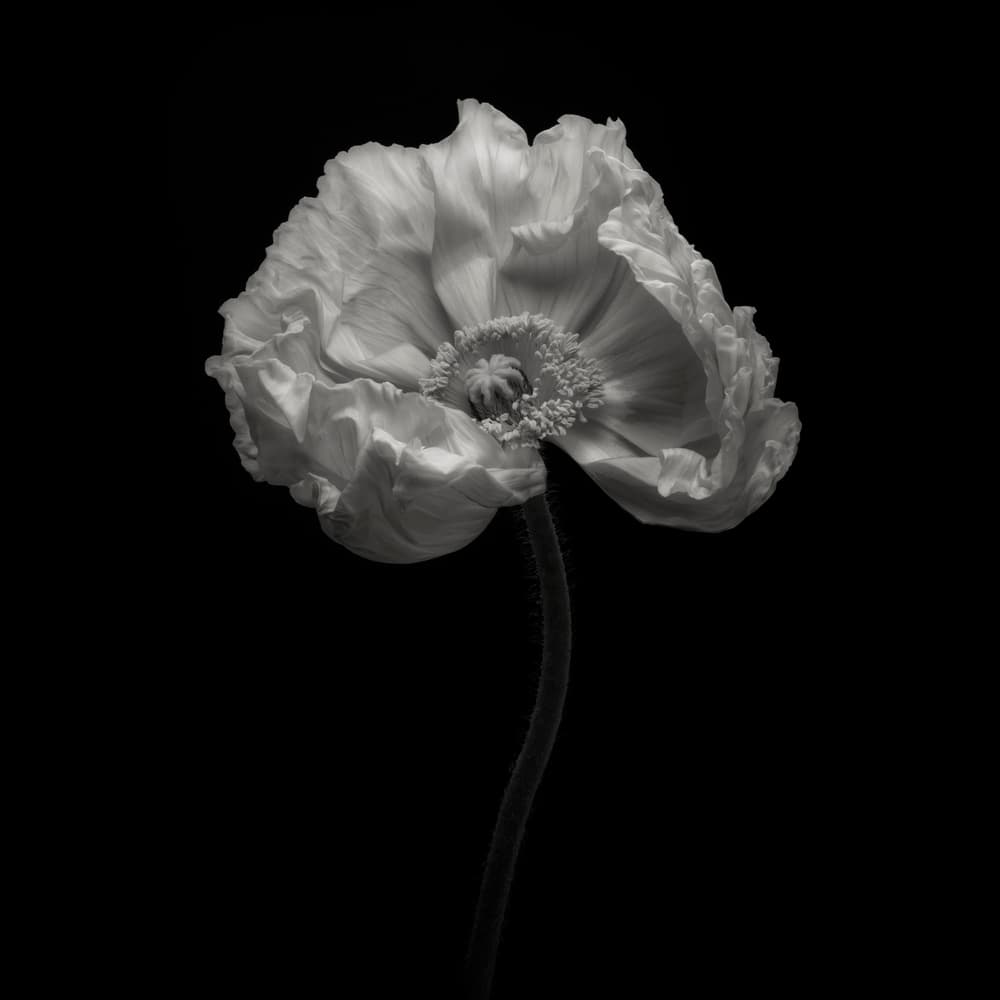 Elegant Monochrome Poppy by Lotte Grønkjær — canvas wall art