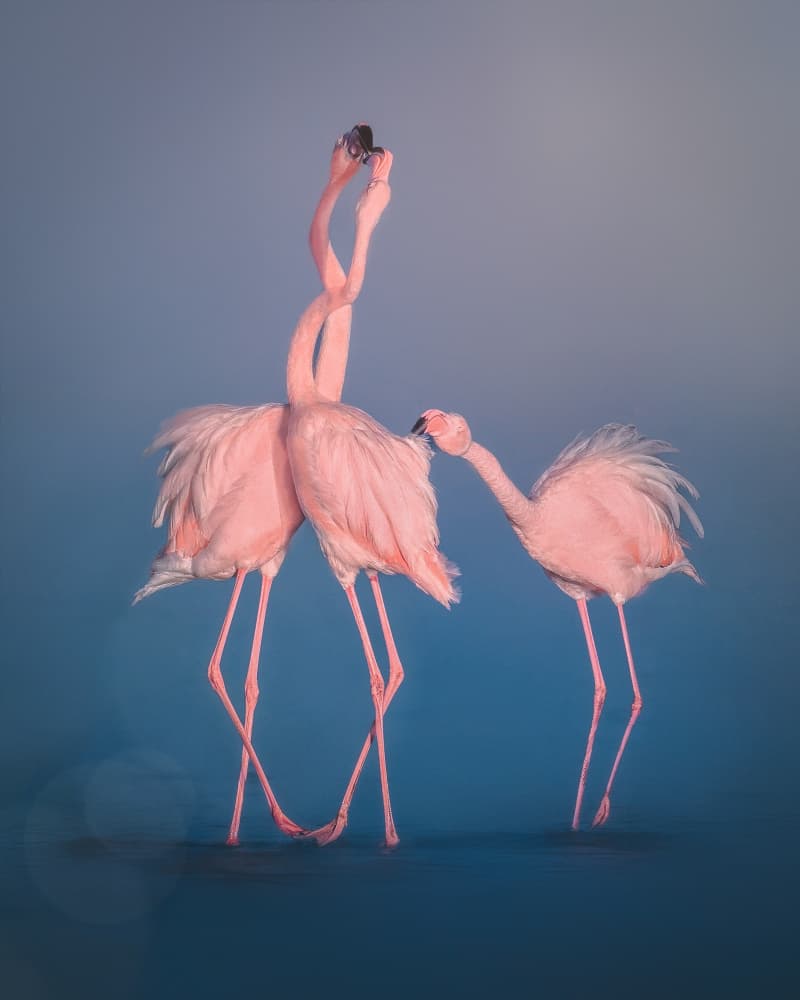 Graceful Pink Flamingos by Nichole Chen — canvas wall art