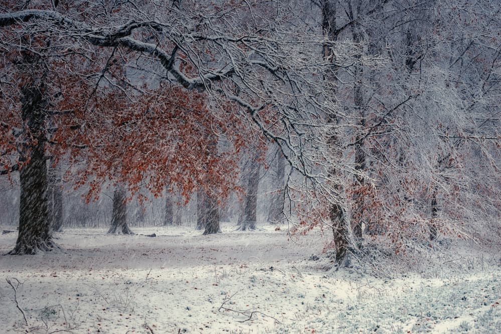 Winter Forest Red Leaves by Saskia Dingemans — canvas wall art