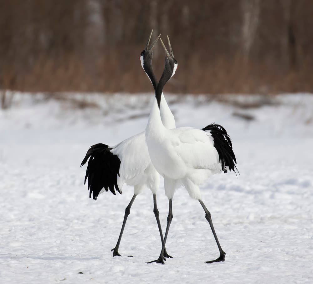 Graceful Crane Dance by C.S. Tjandra — canvas wall art