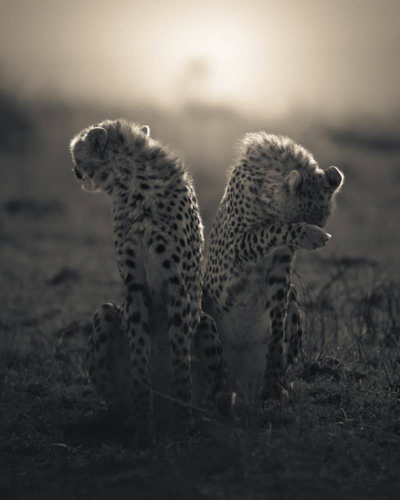 Golden Hour Cheetahs by Jayanta Guha — canvas wall art