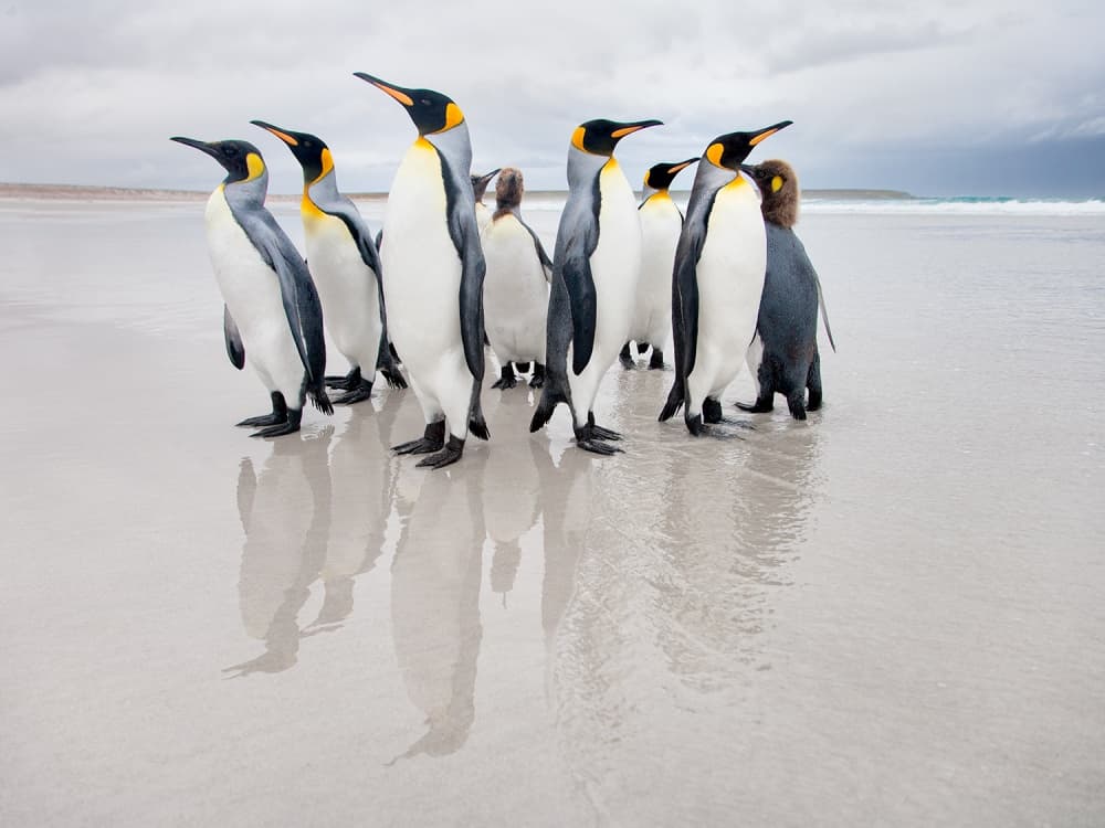 King Penguins on Beach