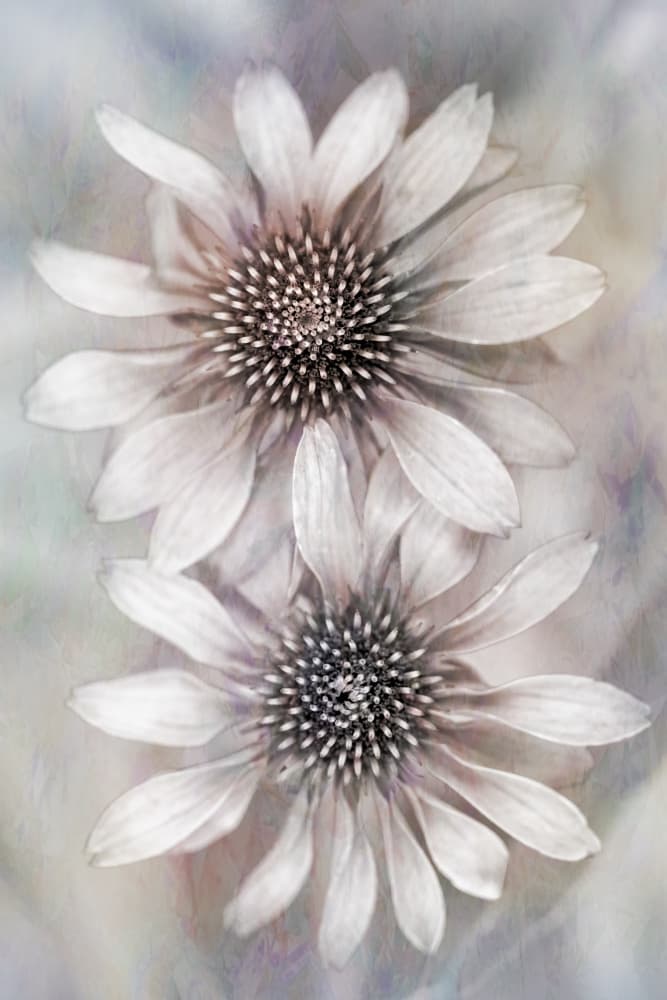 Soft Dreamy Coneflowers by Cicek Kiral — canvas wall art
