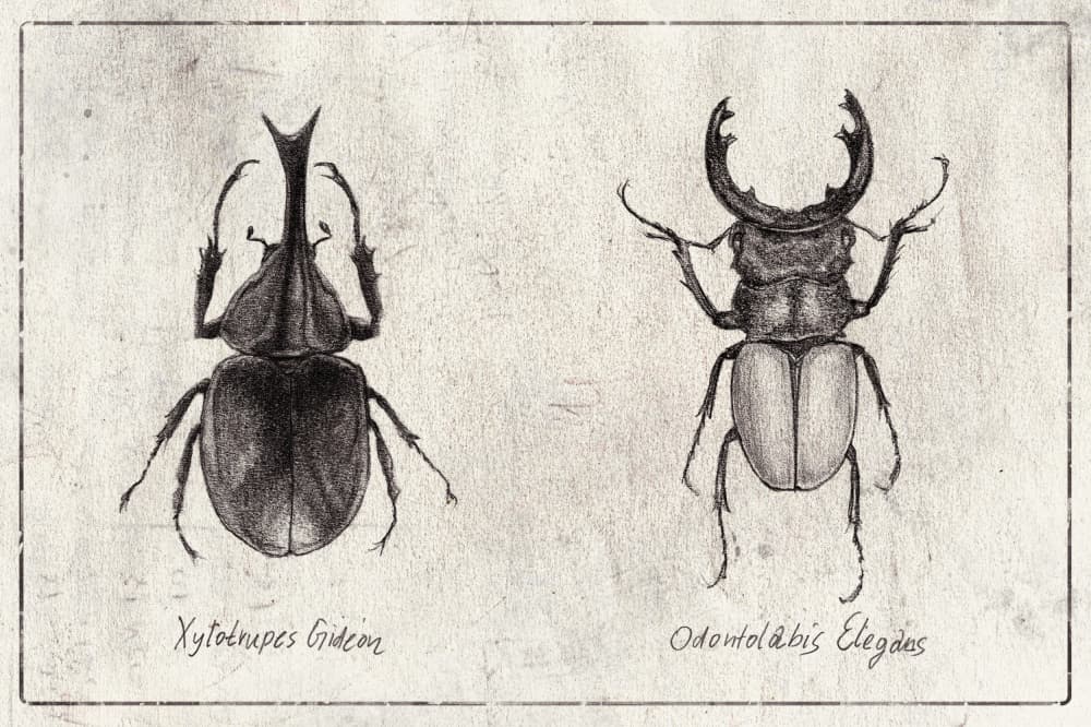 Xylotrupes Gideon Odontolabis Elegans by Mike Koubou — canvas wall art