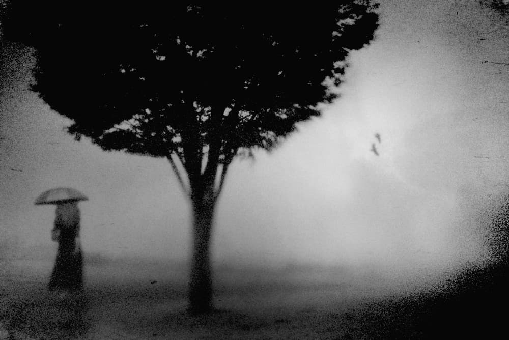 Misty Umbrella Tree by Teruhiko Tsuchida — canvas wall art