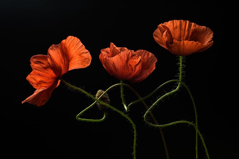 Dancing Red Poppies by Lenka — canvas wall art