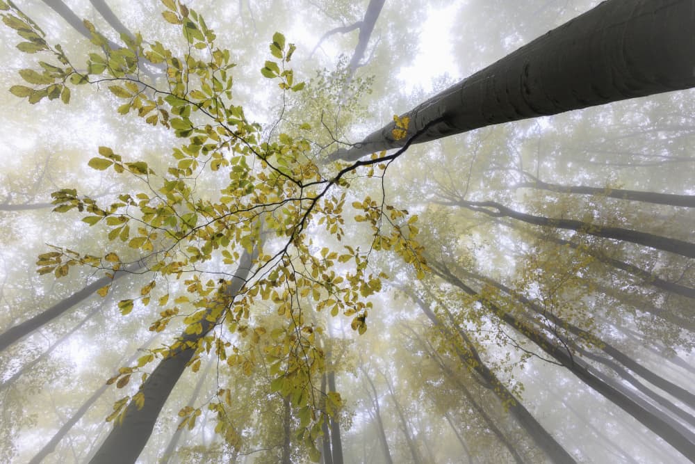Misty Autumn Forest by Tom Pavlasek — canvas wall art