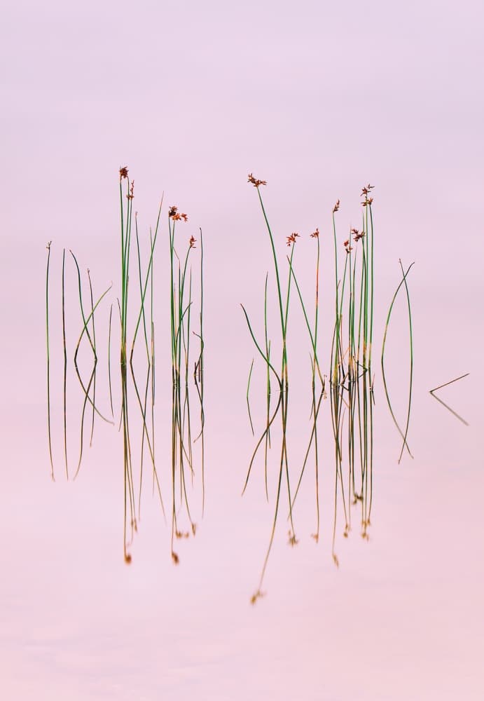Serene Pink Reflections by Yan Zhang — canvas wall art