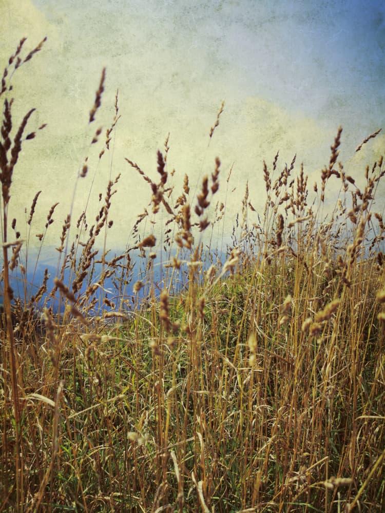 Golden Grassland Sky by Angelo Cerantola — canvas wall art