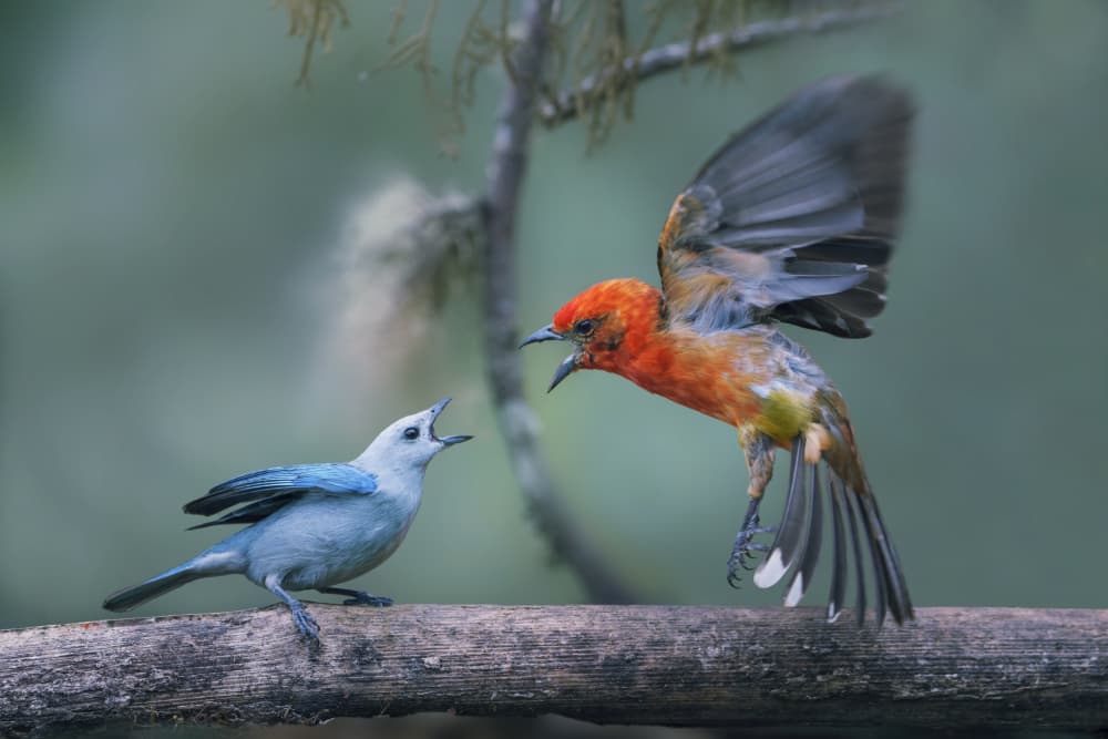Colorful Birds Confront by Qing Zhao — canvas wall art