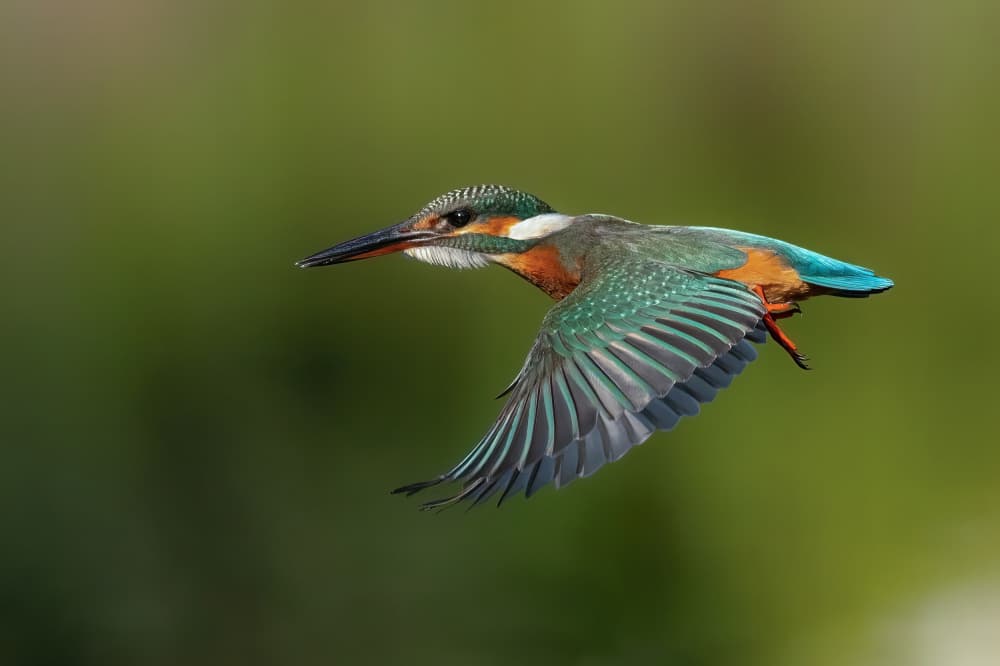 Flying Kingfisher by Guy Wilson — canvas wall art