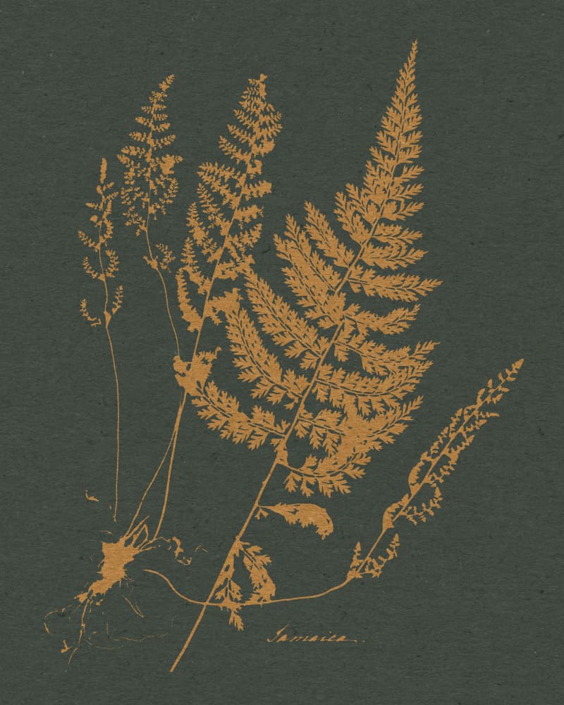 Vintage Fern Botanical by Wild Violets — canvas wall art