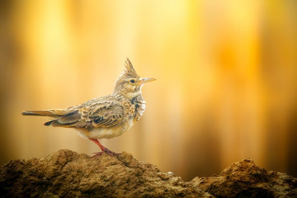 Crested Lark Golden Light by Sina Pezeshki — canvas wall art