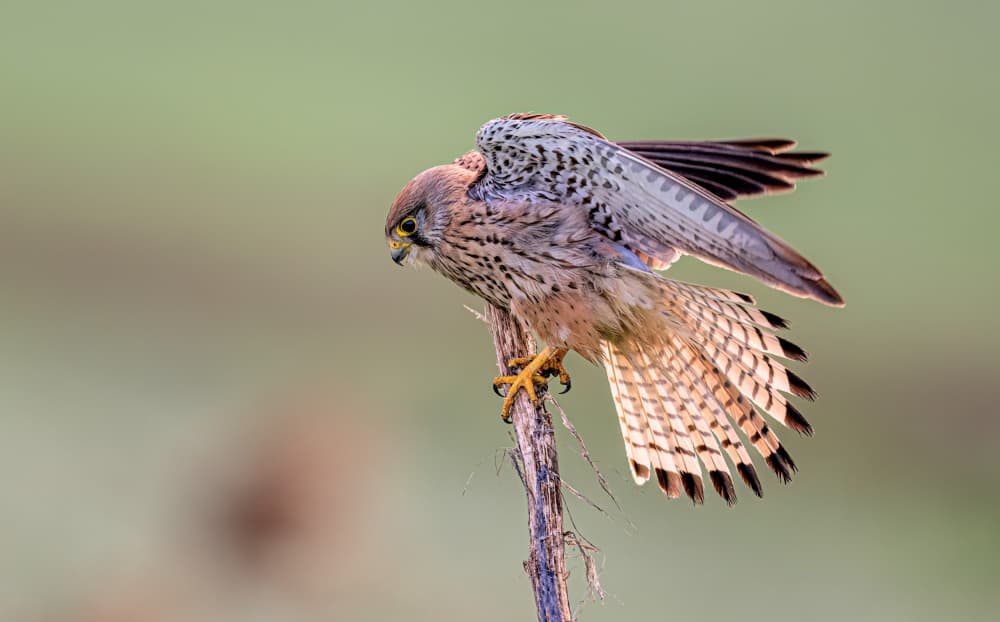Kestrel Wings Spread by Eldad Levin — canvas wall art