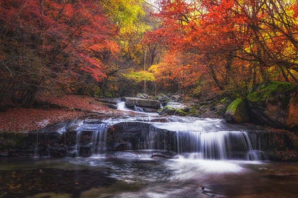 Vibrant Autumn Stream by Tiger Seo — canvas wall art