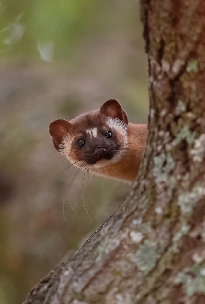 Curious Forest Marten by Johnson Huang — canvas wall art